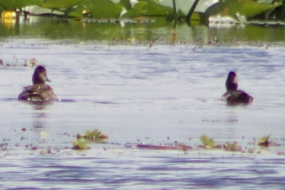 anatidé sp. (canard barboteur sp.) - ML637664052
