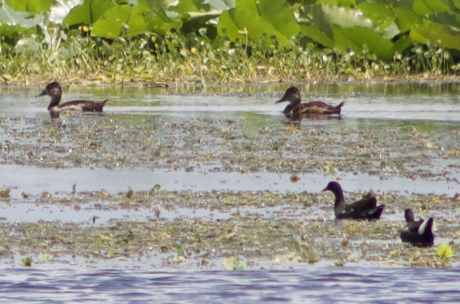 anatidé sp. (canard barboteur sp.) - ML637664053
