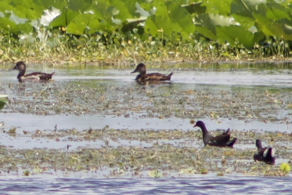 anatidé sp. (canard barboteur sp.) - ML637664054