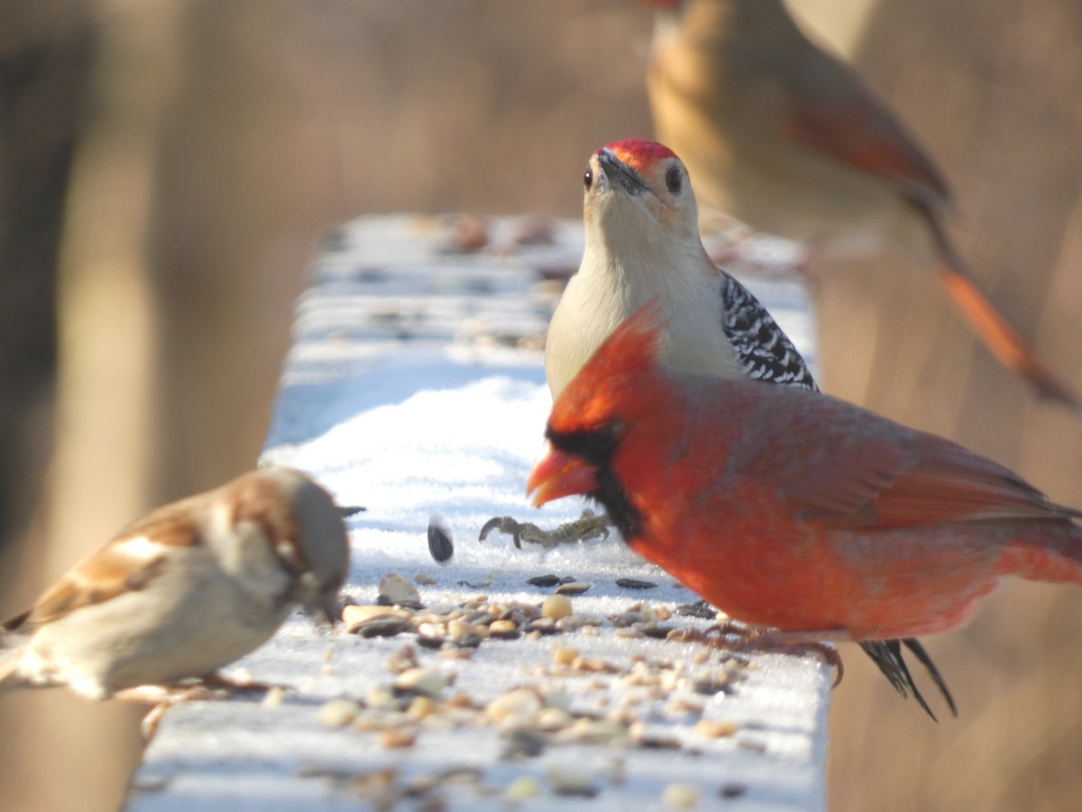 Red-bellied Woodpecker - ML637664096