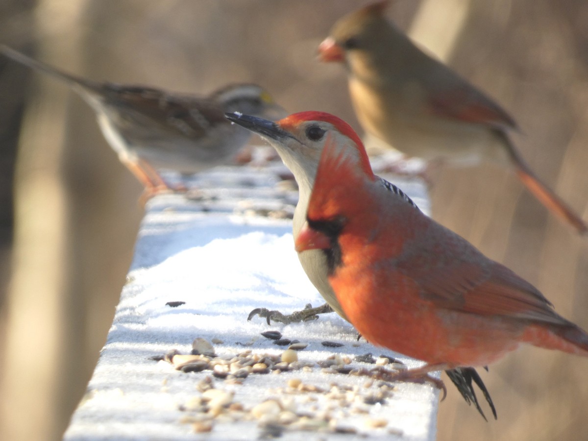 Red-bellied Woodpecker - ML637664098