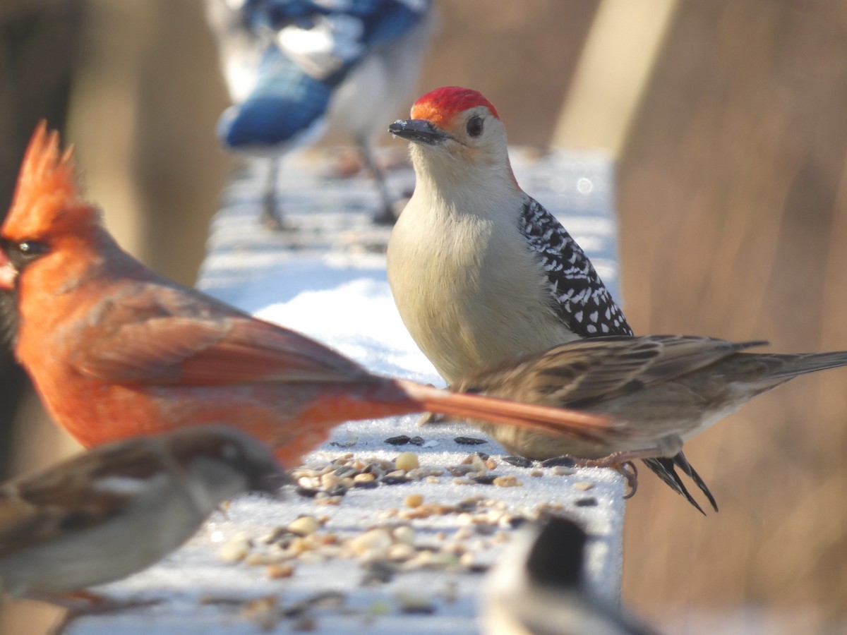 Red-bellied Woodpecker - ML637664100