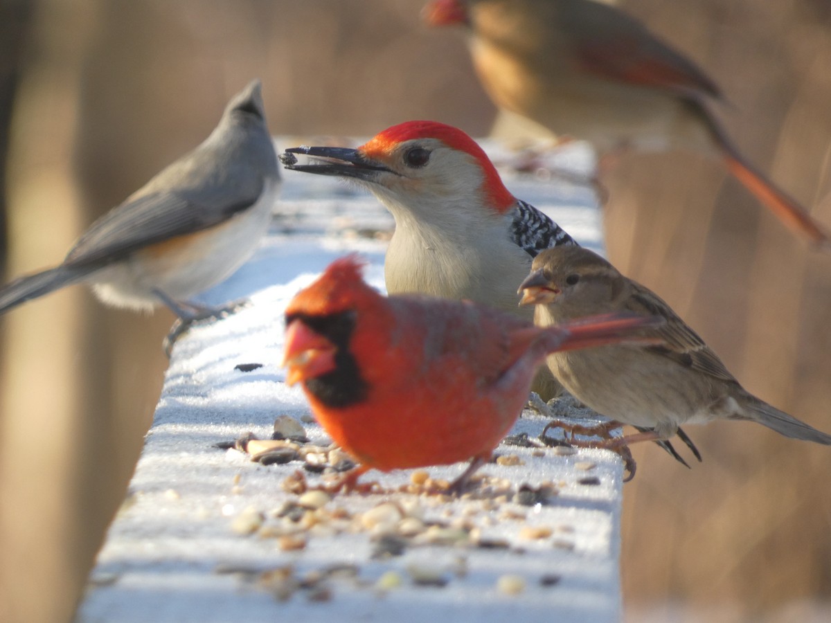 Red-bellied Woodpecker - ML637664101