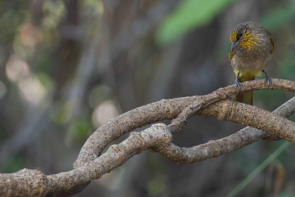Stripe-throated Bulbul - ML637664132