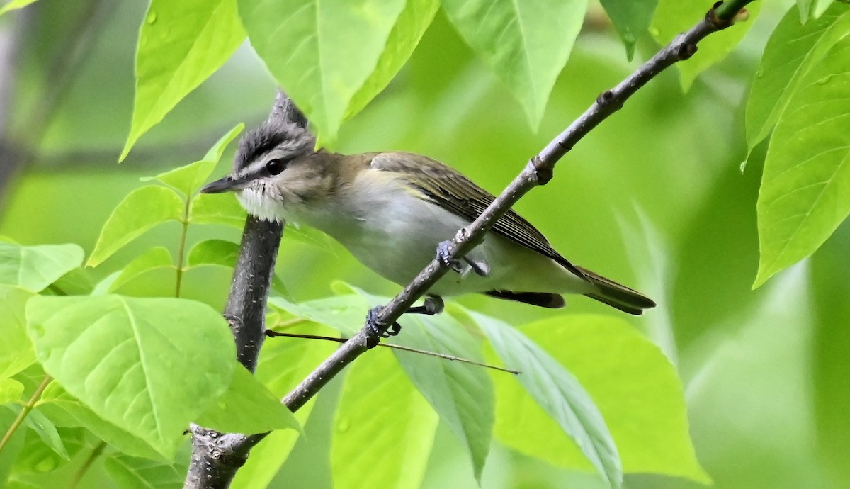 Red-eyed Vireo - ML637664147