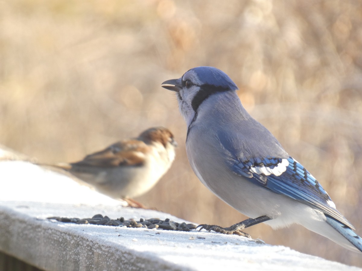 Blue Jay - ML637664170