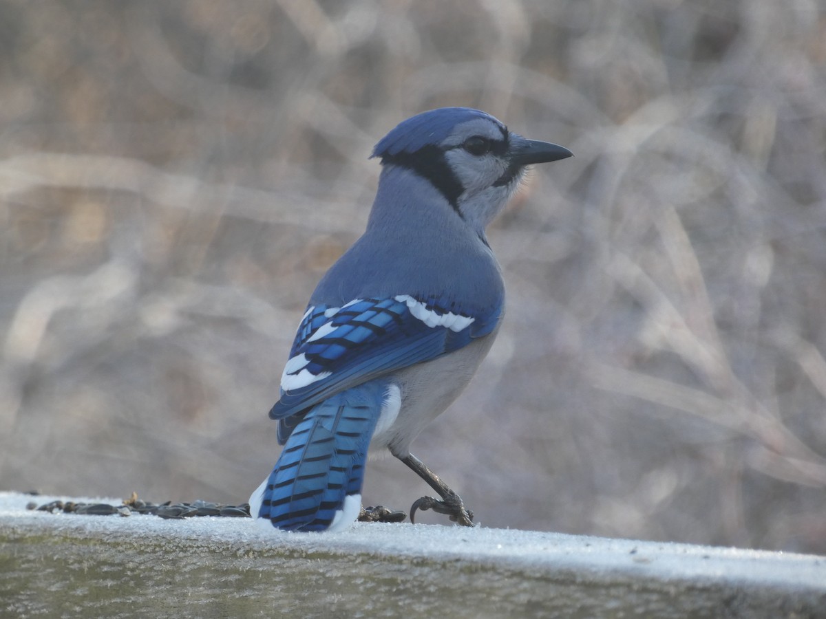 Blue Jay - ML637664171