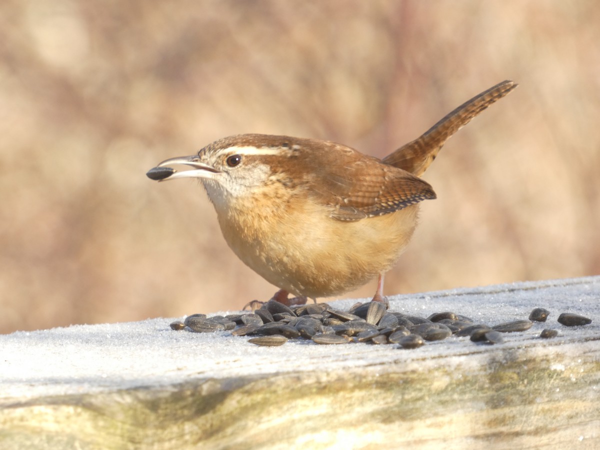 Carolina Wren - ML637664228