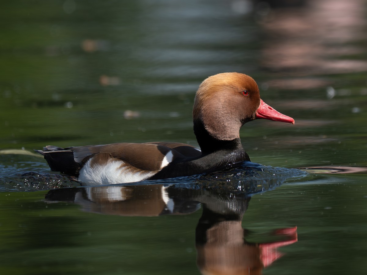 Red-crested Pochard - ML637664246