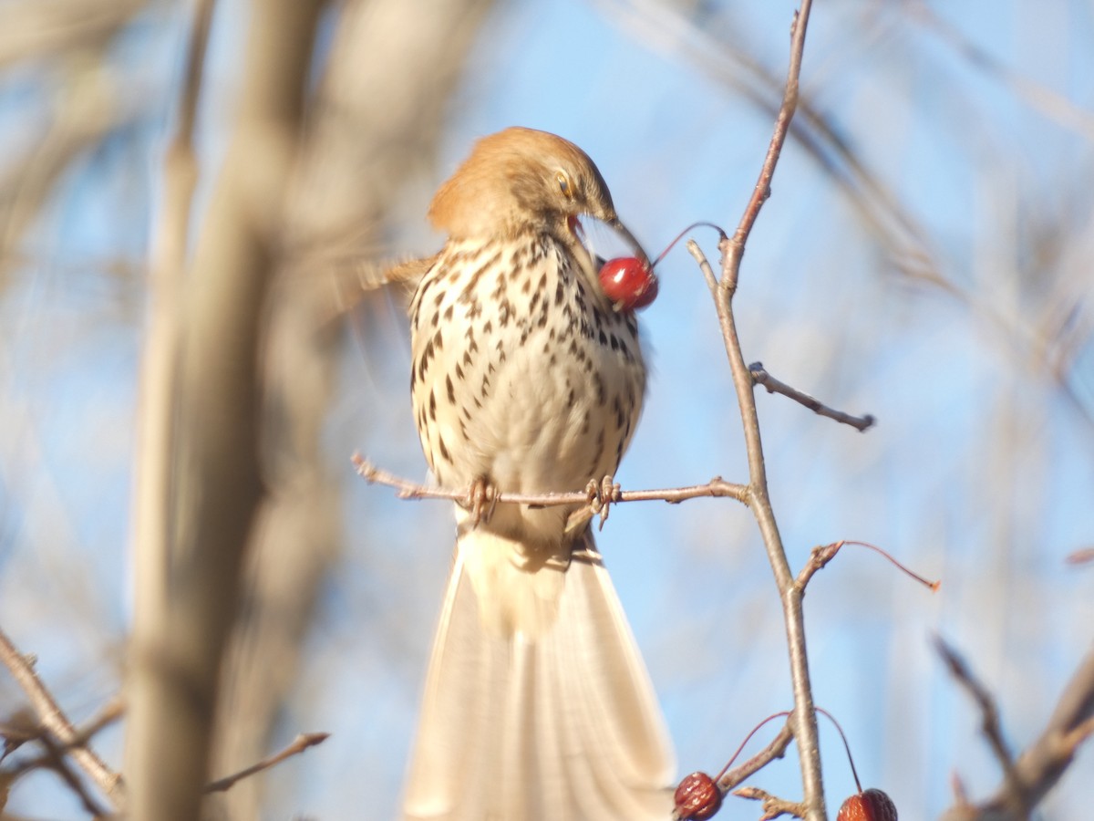 Brown Thrasher - ML637664255