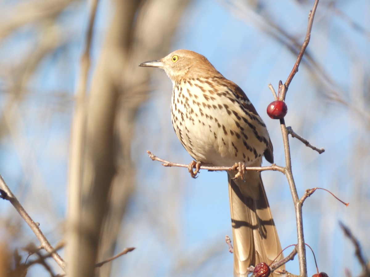 Brown Thrasher - ML637664256