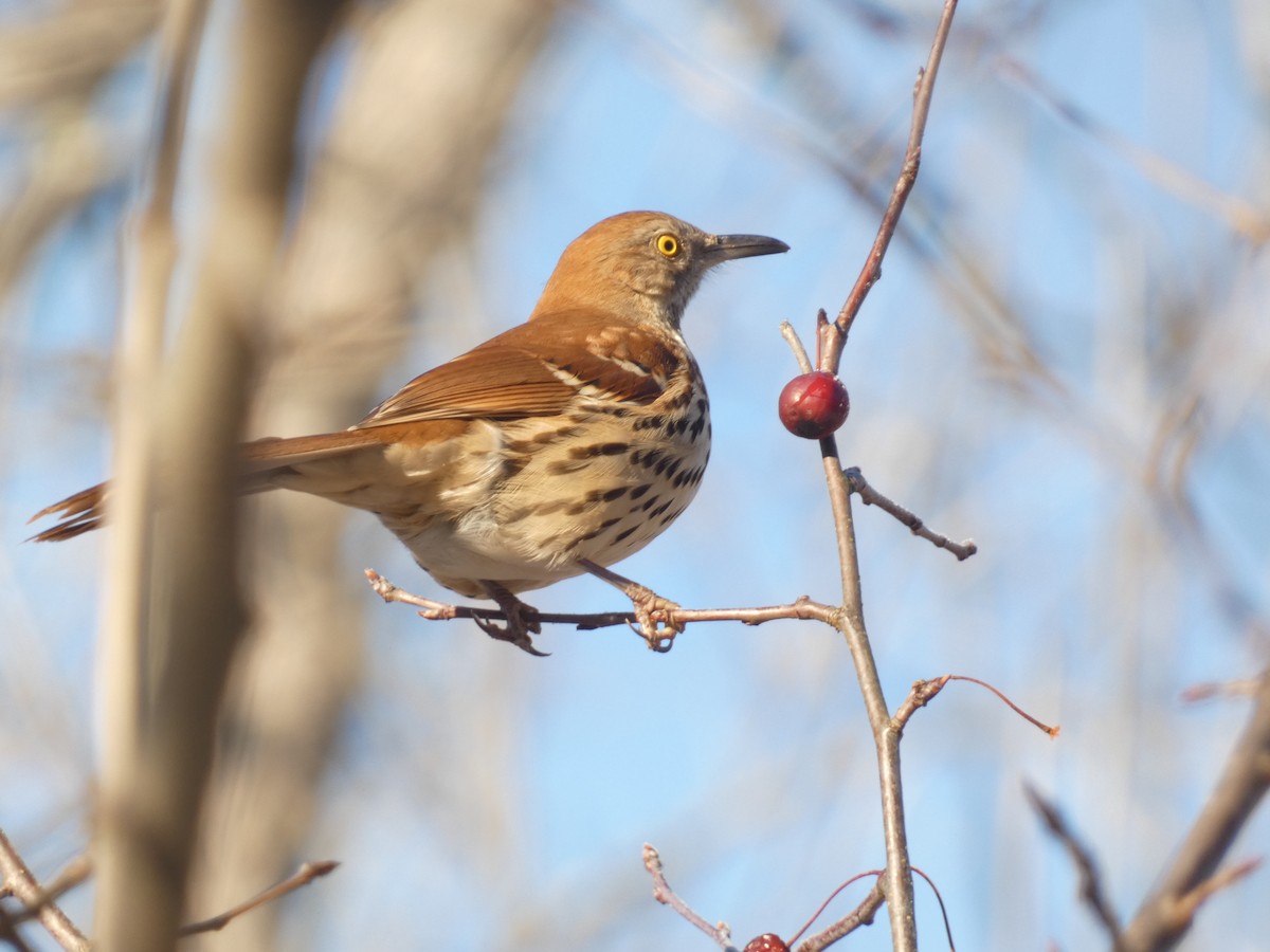Brown Thrasher - ML637664257