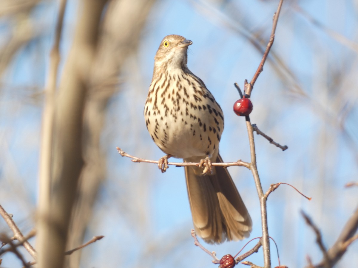 Brown Thrasher - ML637664258