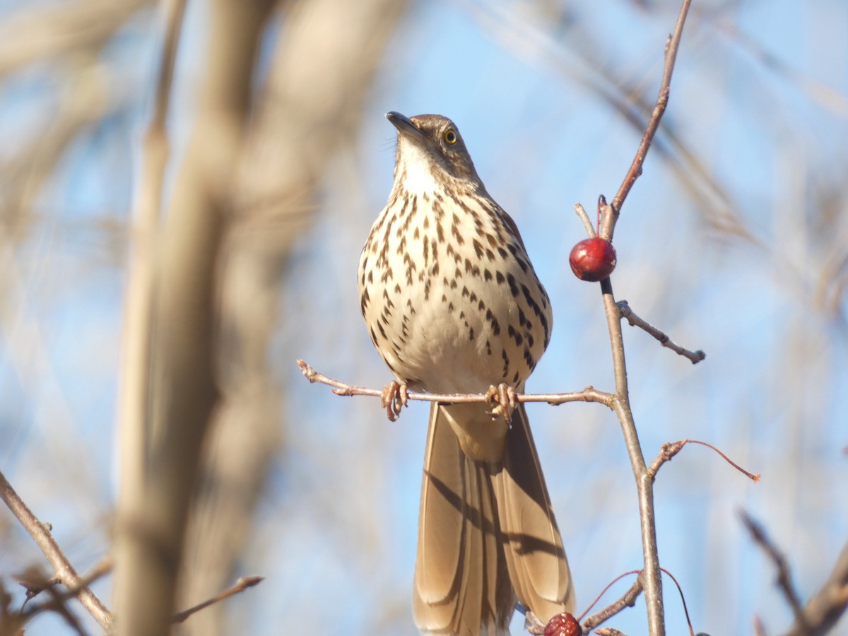Brown Thrasher - ML637664259