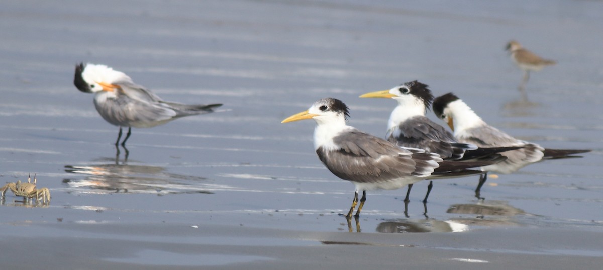 Great Crested Tern - ML637664295