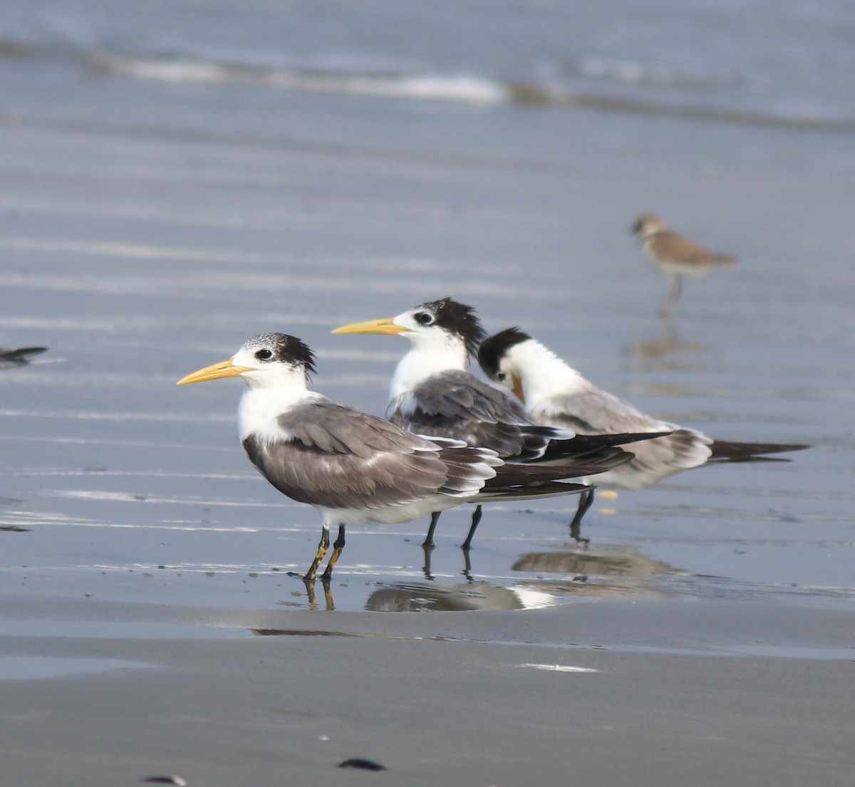 Great Crested Tern - ML637664296