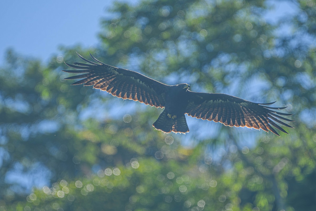 Black Eagle - ML637664307