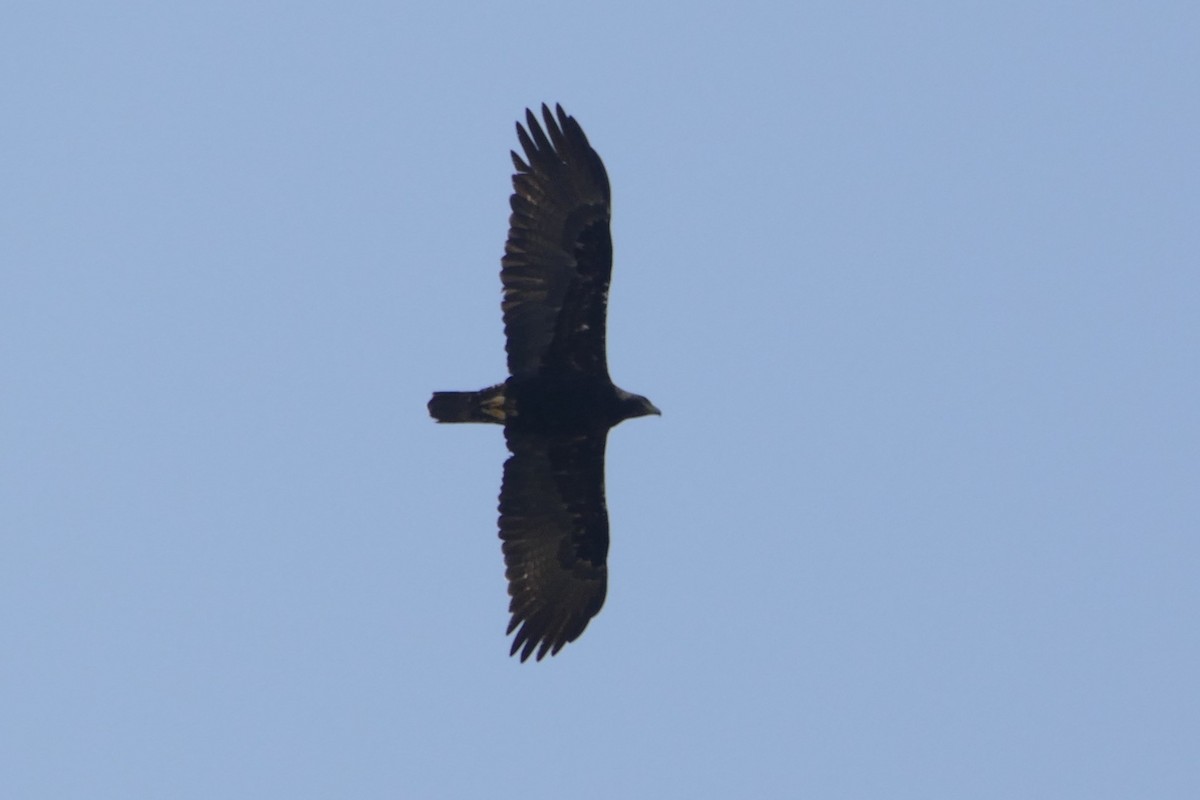 Spanish Eagle - ML637664320