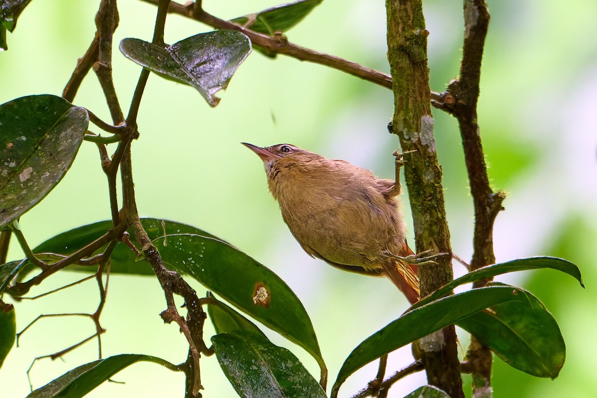 Pallid Spinetail - ML637664324