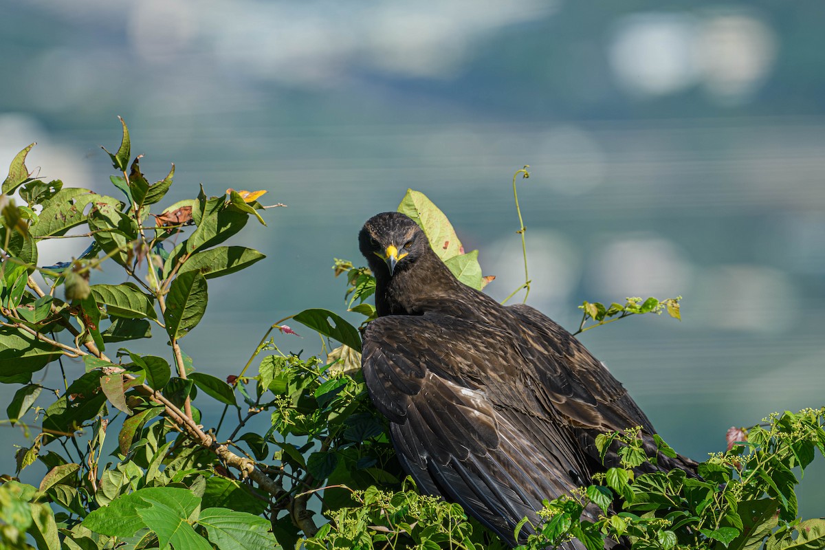 Black Eagle - ML637664331