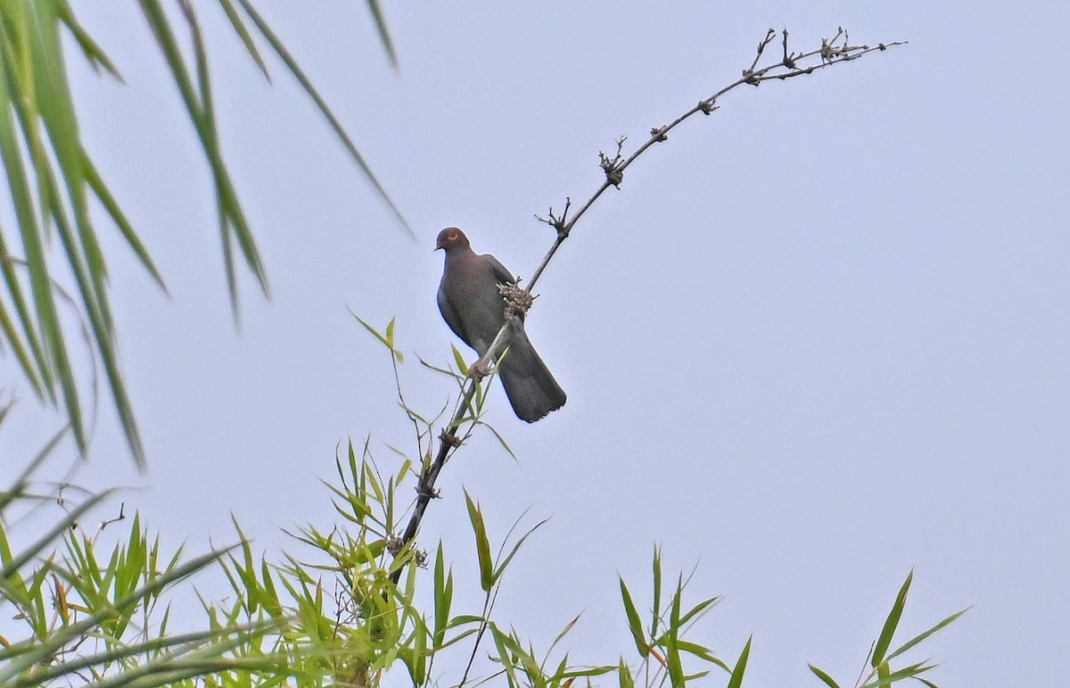 Scaly-naped Pigeon - ML637664348
