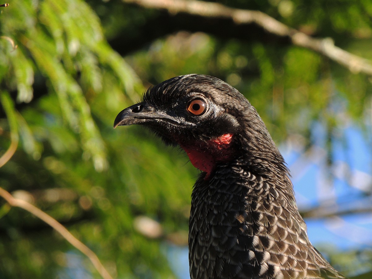 Rusty-margined Guan - ML637664354