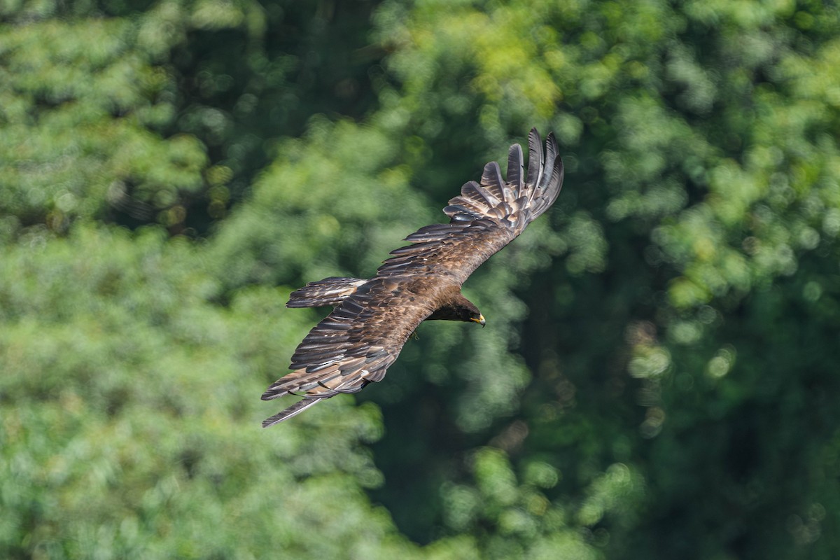 Black Eagle - ML637664383