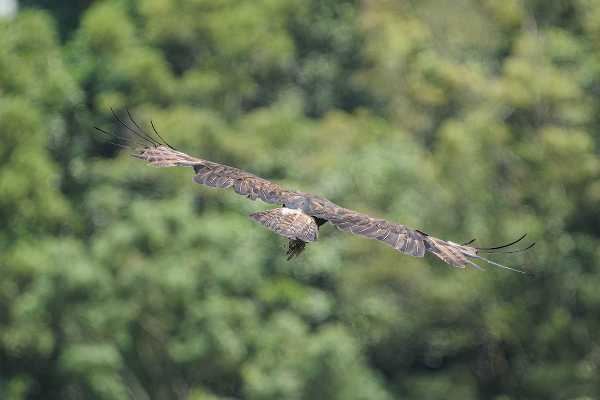 Black Eagle - ML637664399