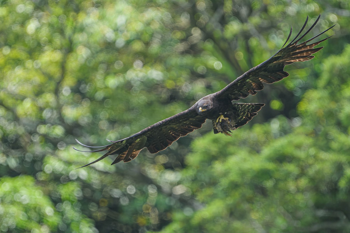 Black Eagle - ML637664458