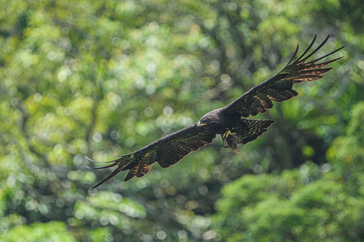 Black Eagle - ML637664459
