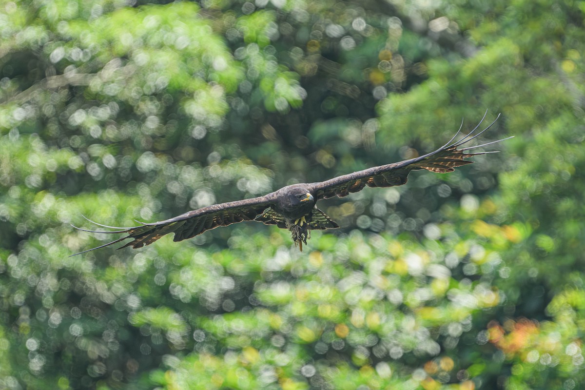Black Eagle - ML637664460