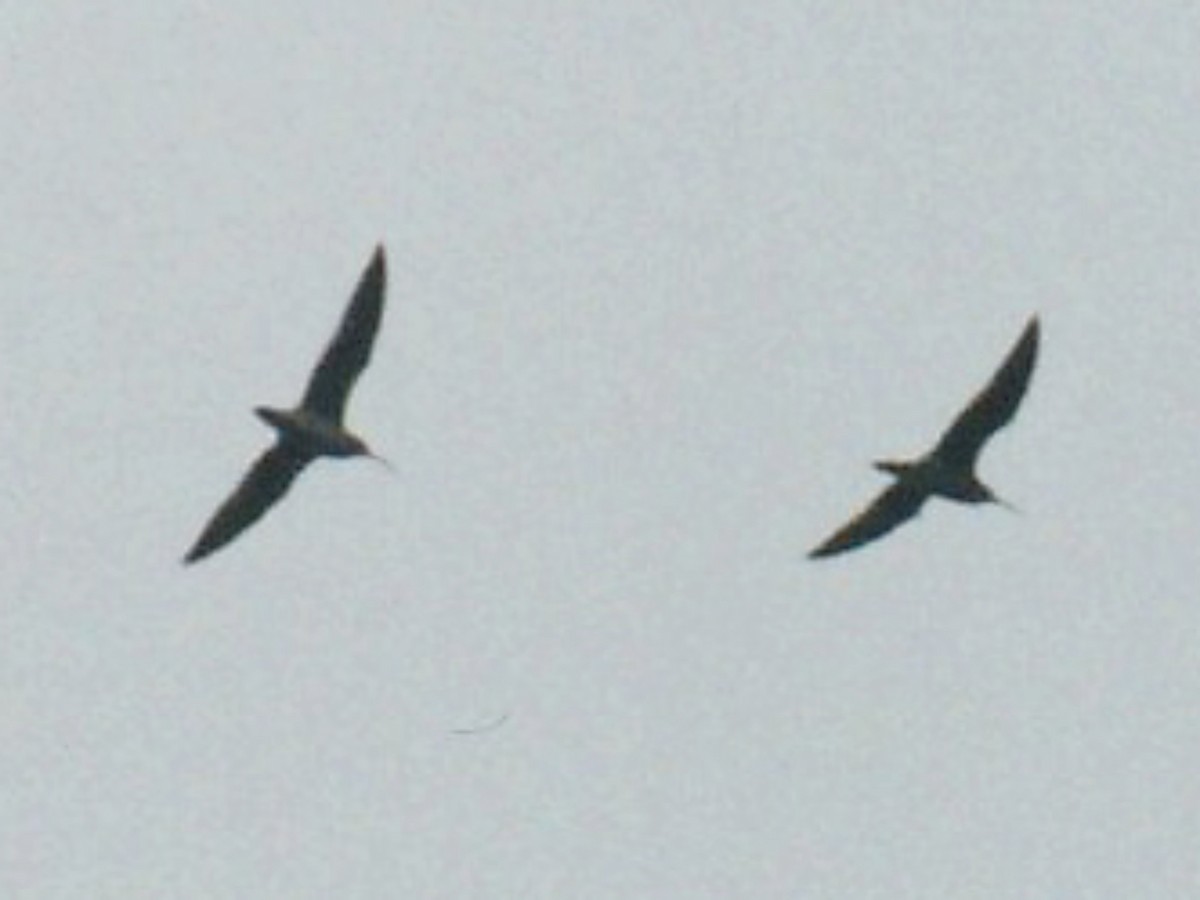 Regenbrachvogel - ML637664657