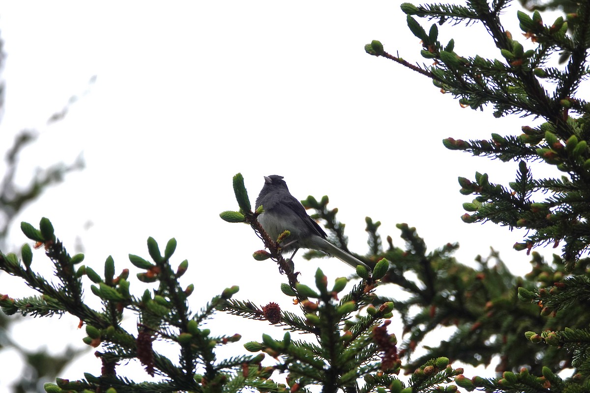 Dark-eyed Junco - ML637664664
