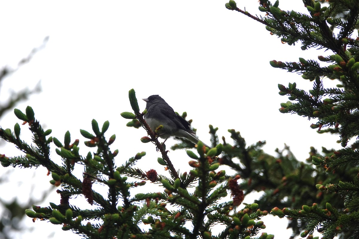 Dark-eyed Junco - ML637664665