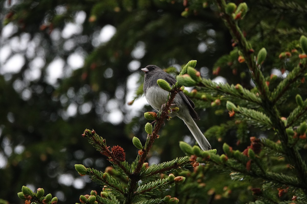 Dark-eyed Junco - ML637664670