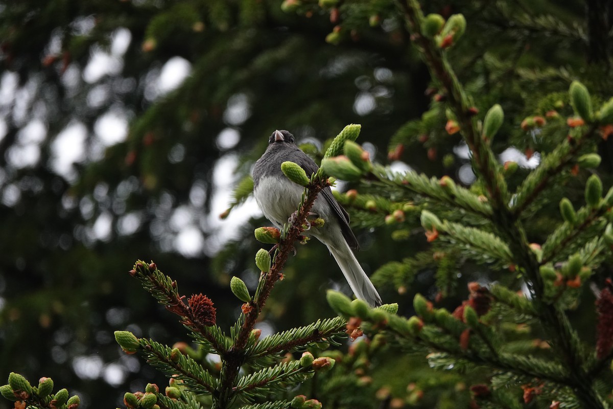 Dark-eyed Junco - ML637664671