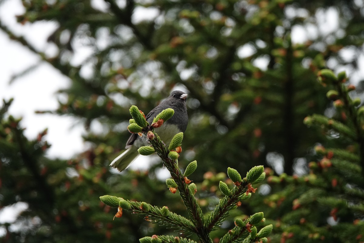 Dark-eyed Junco - ML637664672