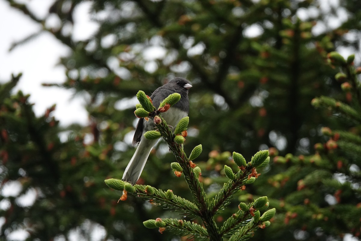 Dark-eyed Junco - ML637664673