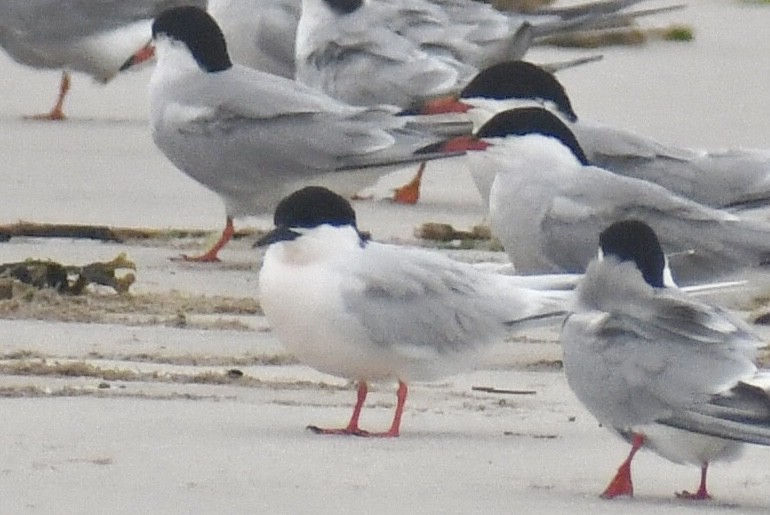 Roseate Tern - ML637664685