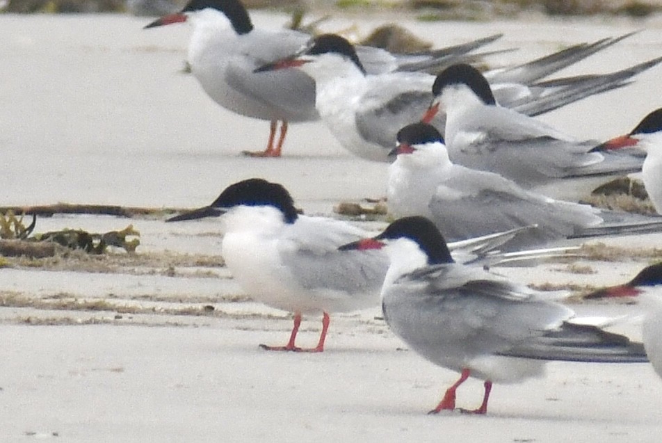 Roseate Tern - ML637664686