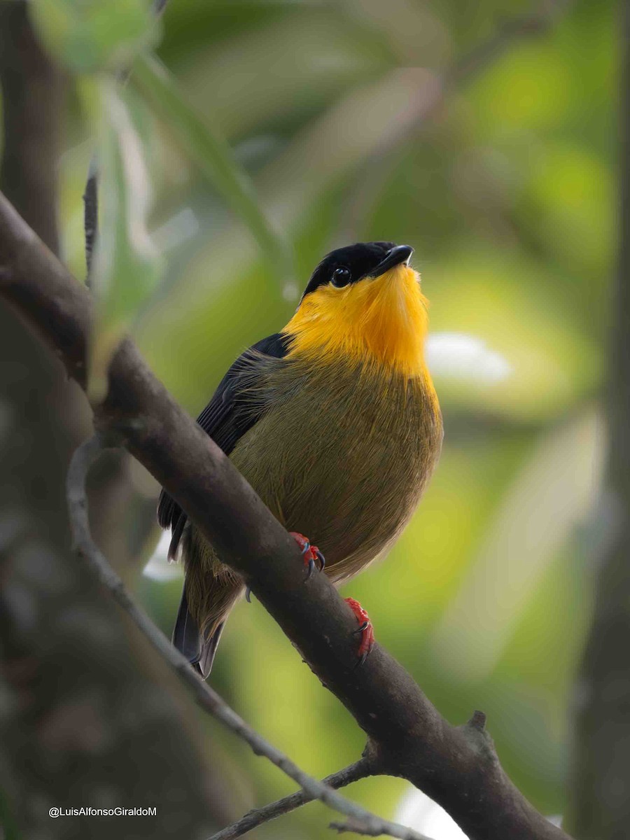 Golden-collared Manakin - ML637664725
