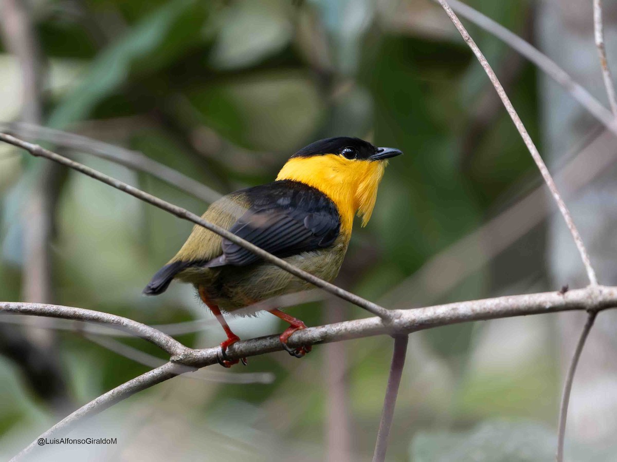 Golden-collared Manakin - ML637664726