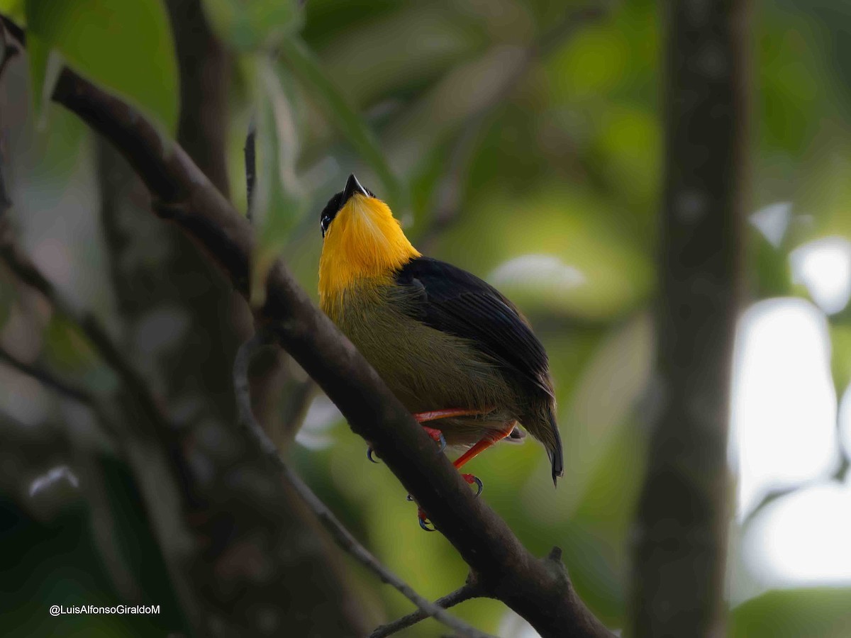 Golden-collared Manakin - ML637664727