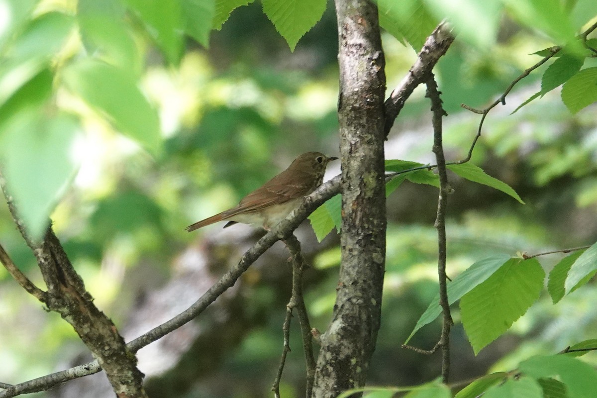 Hermit Thrush - ML637664835