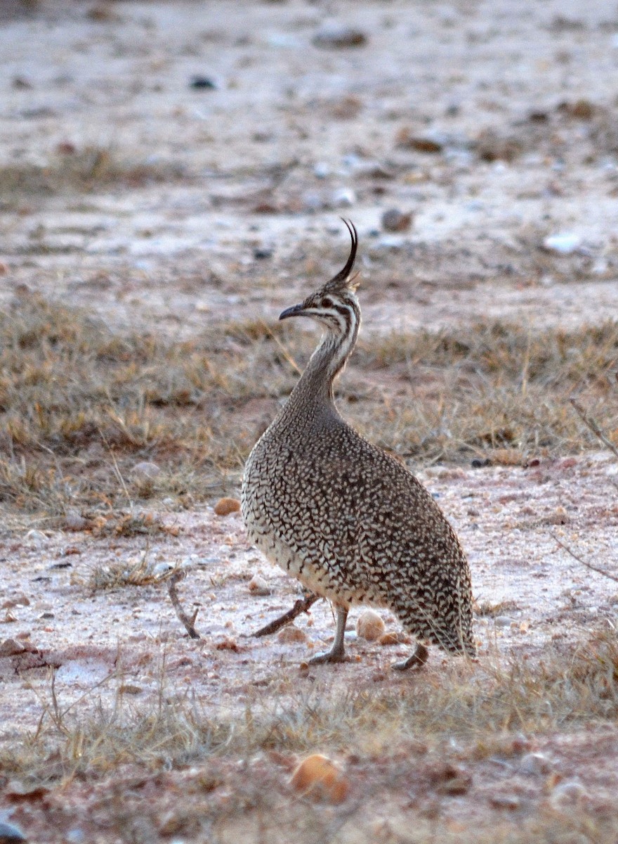Elegant Crested-Tinamou - ML637664846