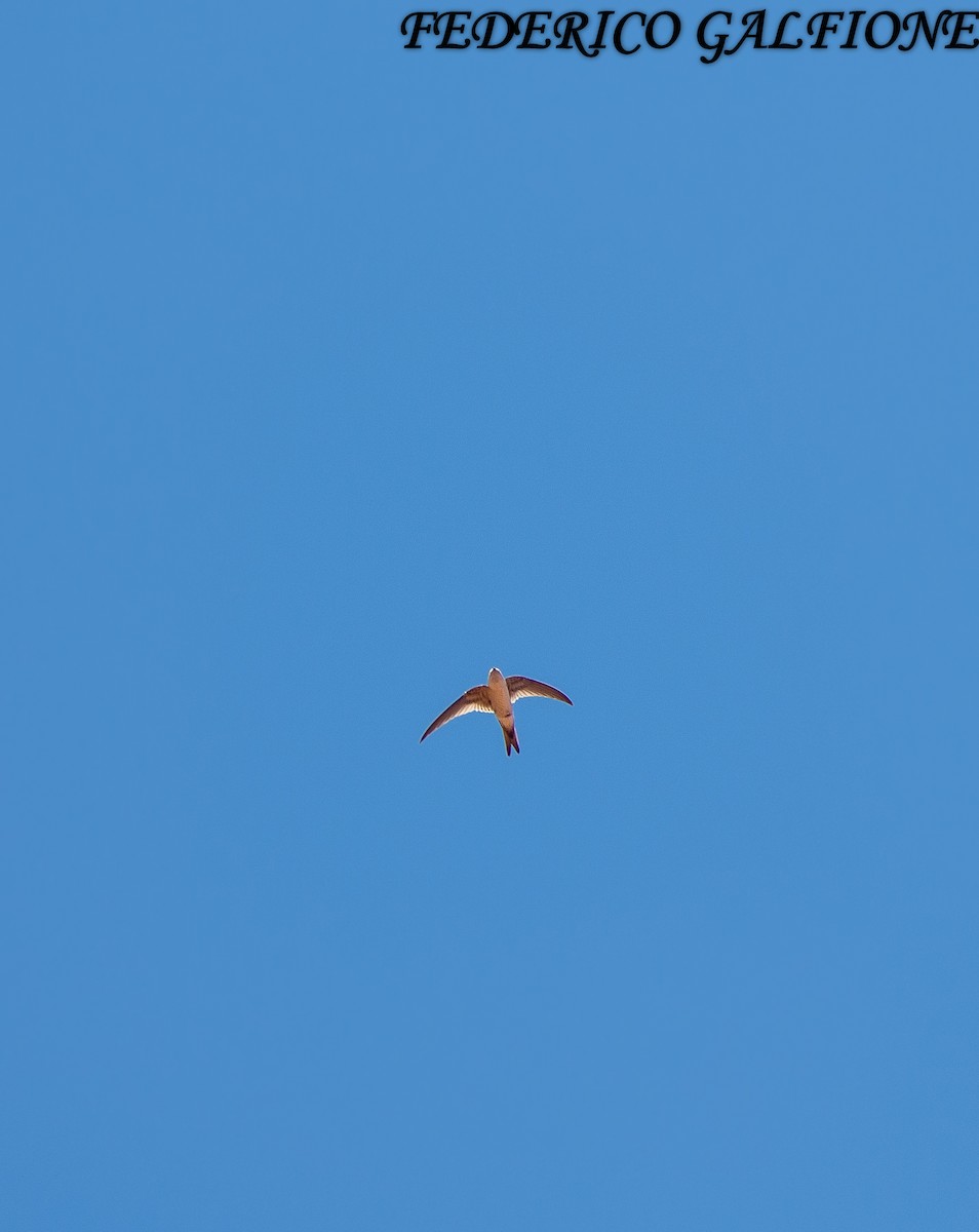 Andean Swift - ML637664860