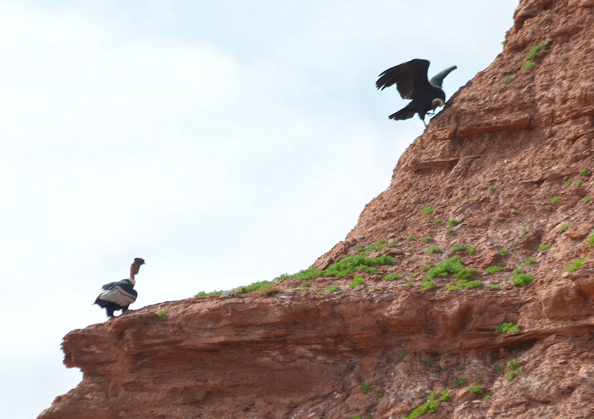 Andean Condor - ML637664862