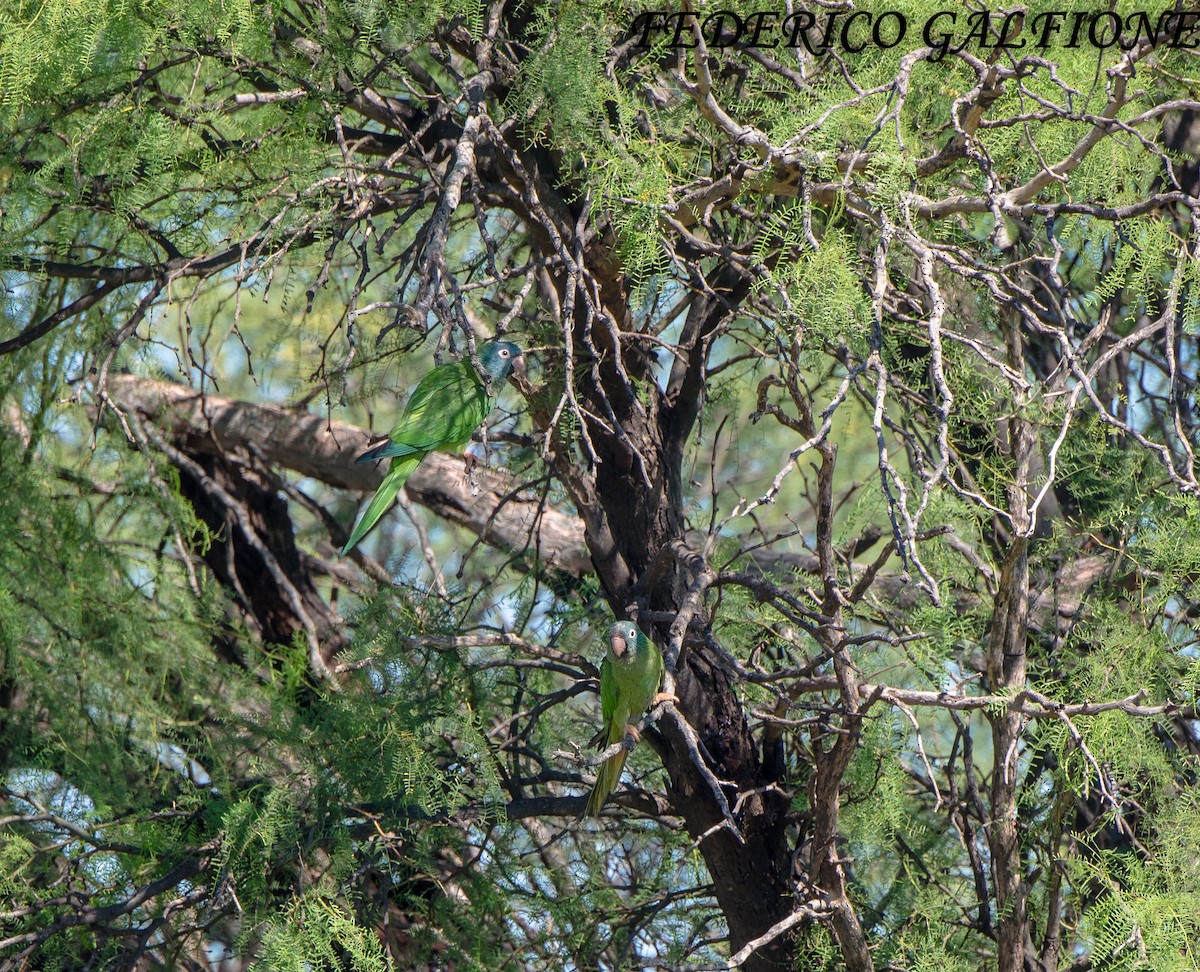 Blue-crowned Parakeet - ML637664881