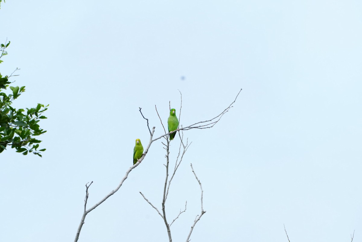 Turquoise-winged Parrotlet - ML637664883