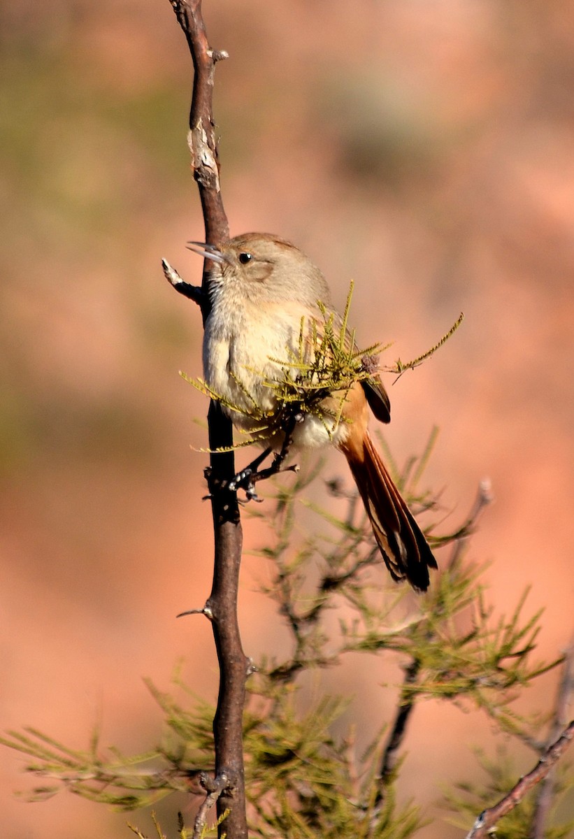 Short-billed Canastero - ML637664893
